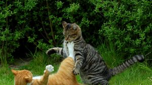 Preview wallpaper cats, couple, grass, playful