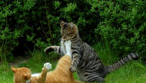 Preview wallpaper cats, couple, grass, playful