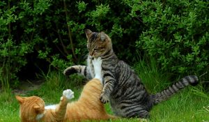 Preview wallpaper cats, couple, grass, playful