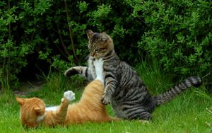 Preview wallpaper cats, couple, grass, playful