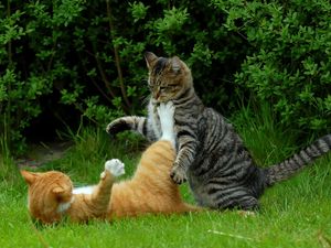 Preview wallpaper cats, couple, grass, playful