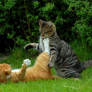 Preview wallpaper cats, couple, grass, playful