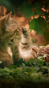 Preview wallpaper cats, couple, grass, playful