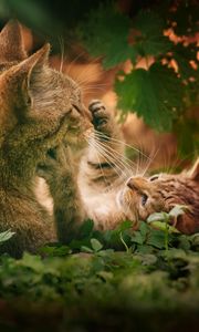 Preview wallpaper cats, couple, grass, playful