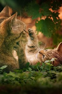 Preview wallpaper cats, couple, grass, playful