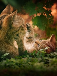 Preview wallpaper cats, couple, grass, playful