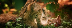 Preview wallpaper cats, couple, grass, playful