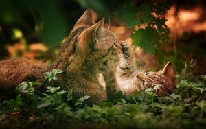 Preview wallpaper cats, couple, grass, playful