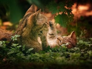 Preview wallpaper cats, couple, grass, playful