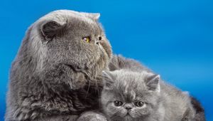 Preview wallpaper cats, couple, kitty, background