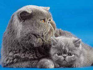 Preview wallpaper cats, couple, kitty, background