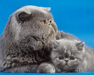 Preview wallpaper cats, couple, kitty, background
