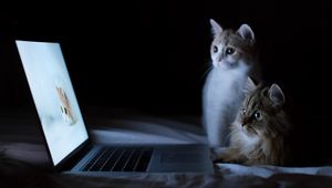 Preview wallpaper cats, couple, laptop, lie down, rest, curiosity