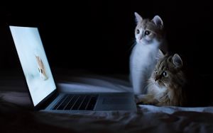 Preview wallpaper cats, couple, laptop, lie down, rest, curiosity