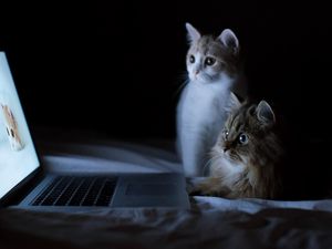Preview wallpaper cats, couple, laptop, lie down, rest, curiosity