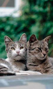 Preview wallpaper cats, couple, lie