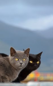 Preview wallpaper cats, couple, mountains, blurring