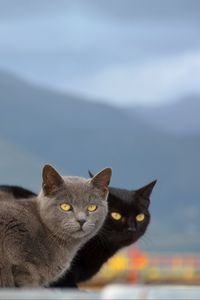 Preview wallpaper cats, couple, mountains, blurring