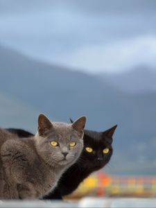 Preview wallpaper cats, couple, mountains, blurring