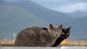 Preview wallpaper cats, couple, mountains, blurring