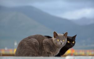 Preview wallpaper cats, couple, mountains, blurring