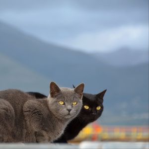 Preview wallpaper cats, couple, mountains, blurring