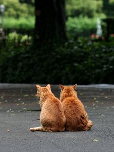 Preview wallpaper cats, couple, sitting