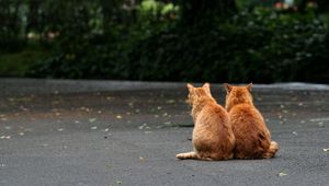 Preview wallpaper cats, couple, sitting