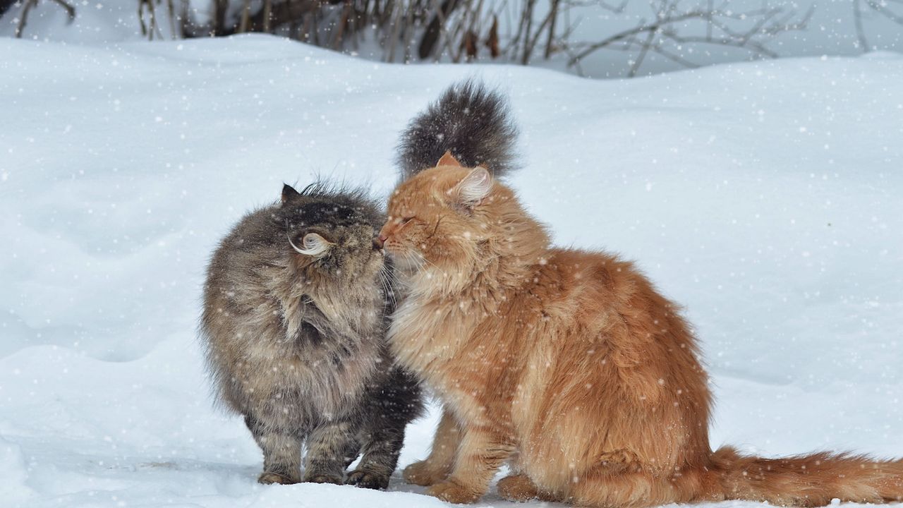 Wallpaper cats, couple, snow, winter, kiss