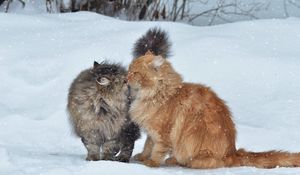 Preview wallpaper cats, couple, snow, winter, kiss