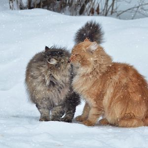 Preview wallpaper cats, couple, snow, winter, kiss