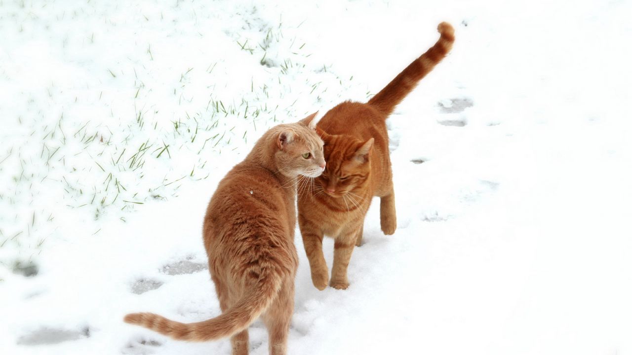 Wallpaper cats, couple, snow, footprints