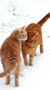 Preview wallpaper cats, couple, snow, footprints