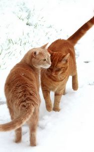 Preview wallpaper cats, couple, snow, footprints