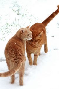 Preview wallpaper cats, couple, snow, footprints