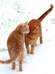 Preview wallpaper cats, couple, snow, footprints