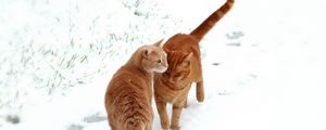 Preview wallpaper cats, couple, snow, footprints