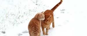 Preview wallpaper cats, couple, snow, footprints