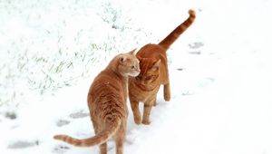 Preview wallpaper cats, couple, snow, footprints