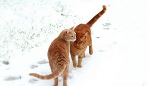 Preview wallpaper cats, couple, snow, footprints