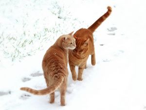 Preview wallpaper cats, couple, snow, footprints