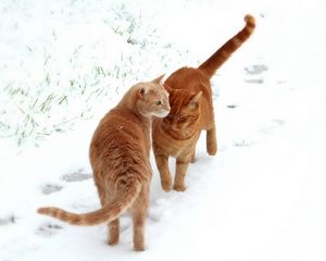 Preview wallpaper cats, couple, snow, footprints