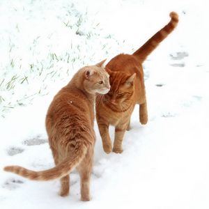 Preview wallpaper cats, couple, snow, footprints