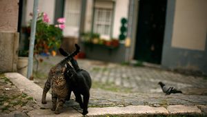 Preview wallpaper cats, couple, street, pigeon, walk