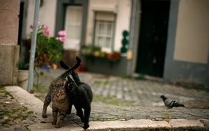 Preview wallpaper cats, couple, street, pigeon, walk