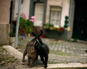 Preview wallpaper cats, couple, street, pigeon, walk