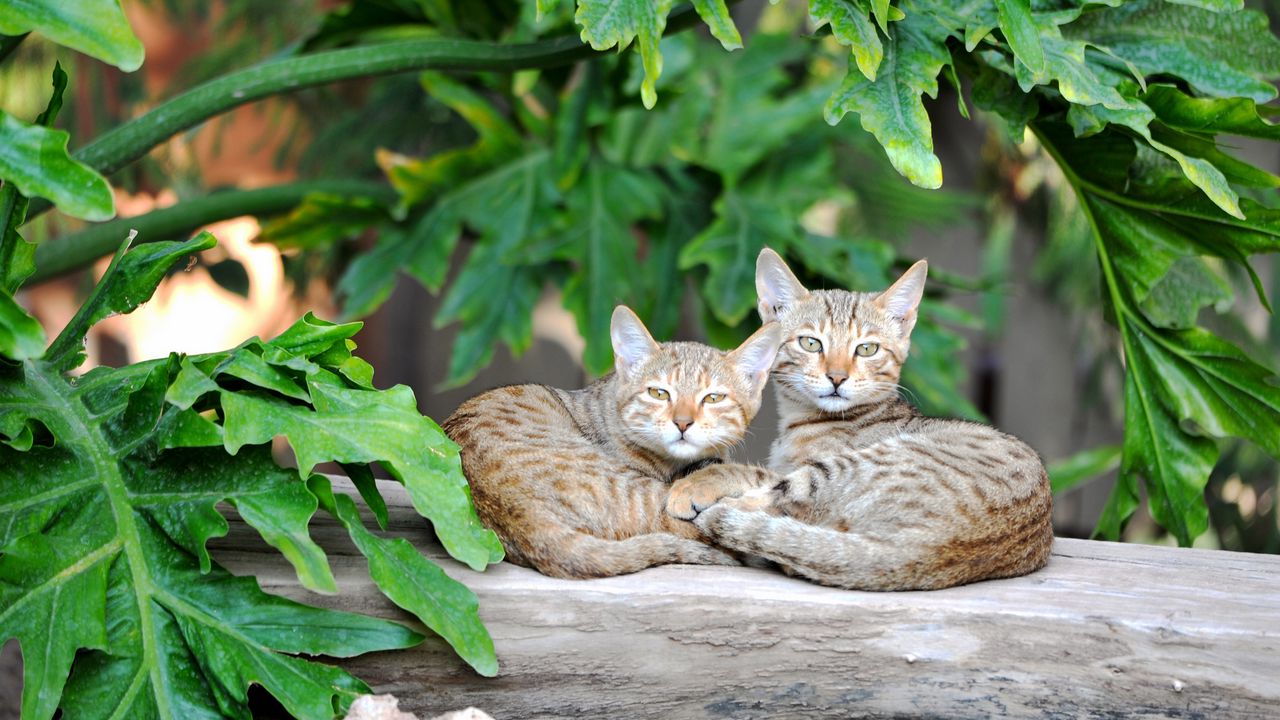Wallpaper cats, couple, striped, lie
