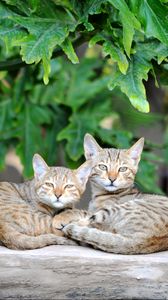 Preview wallpaper cats, couple, striped, lie