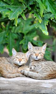 Preview wallpaper cats, couple, striped, lie