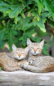 Preview wallpaper cats, couple, striped, lie